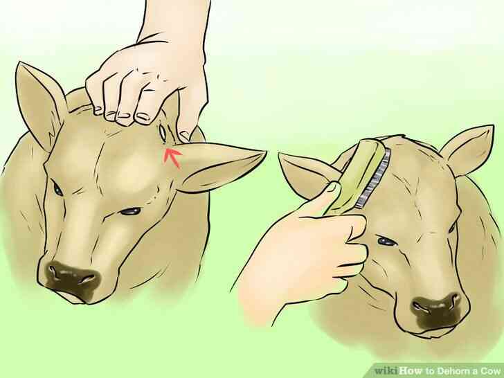 Image intitulée Écorner une Vache Étape 11